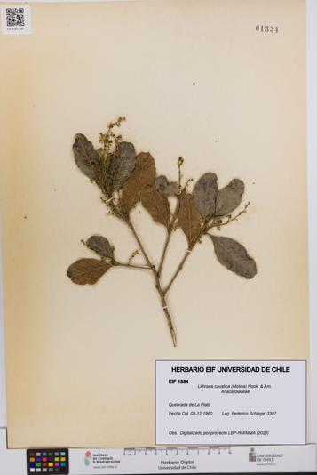 Lithraea caustica [Espécimen: UCH:EIF:0001334]