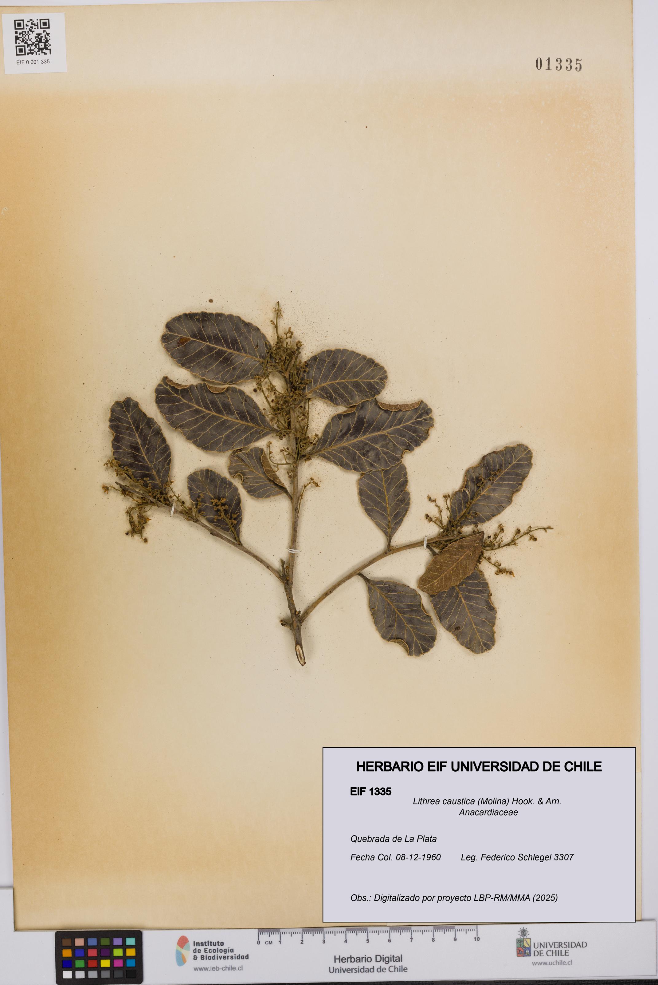 Lithrea caustica [Espécimen: UCH:EIF:0001335]