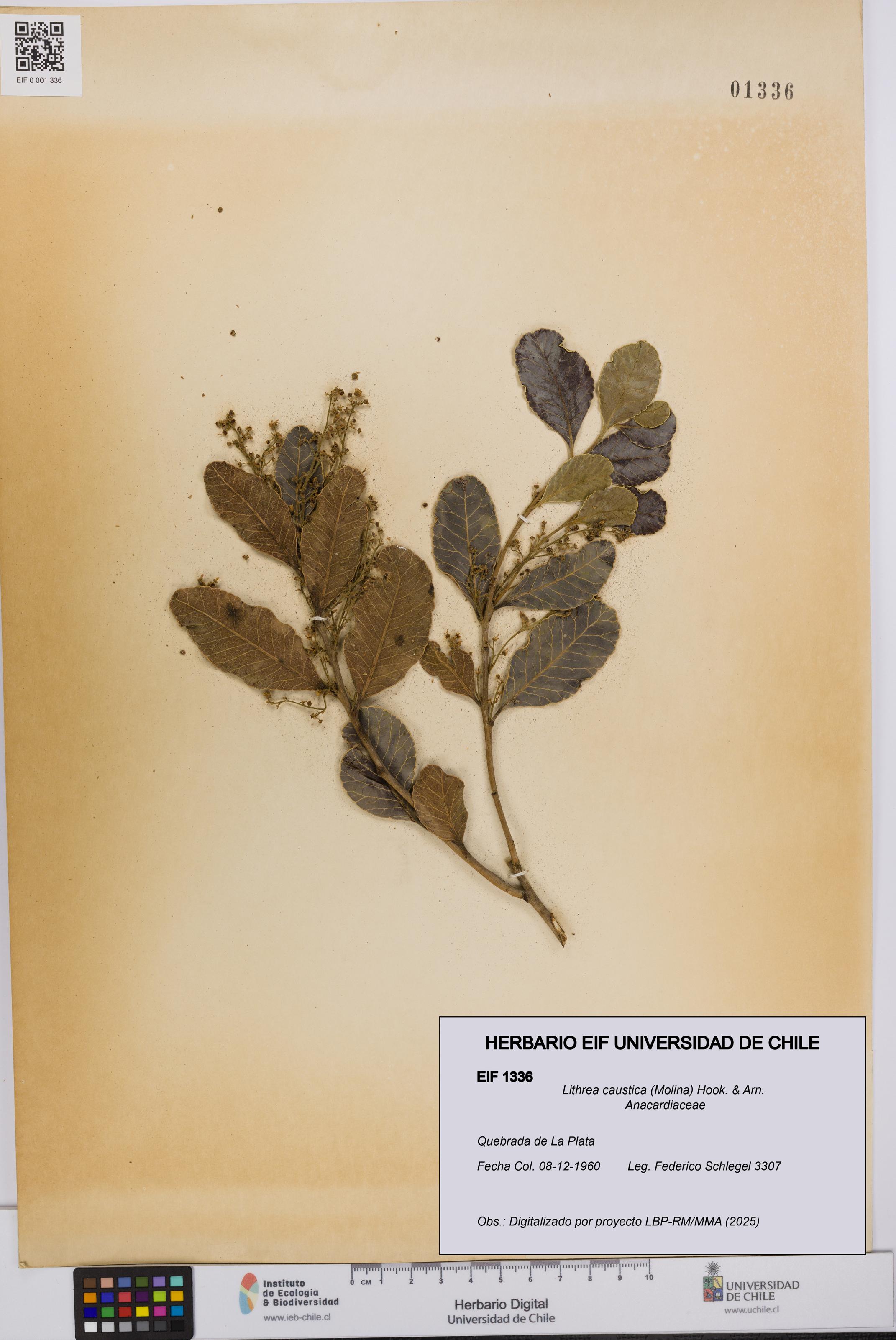 Lithrea caustica [Espécimen: UCH:EIF:0001336]