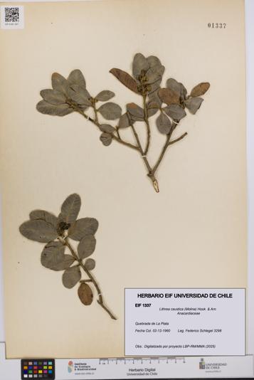 Lithrea caustica [Espécimen: UCH:EIF:0001337]