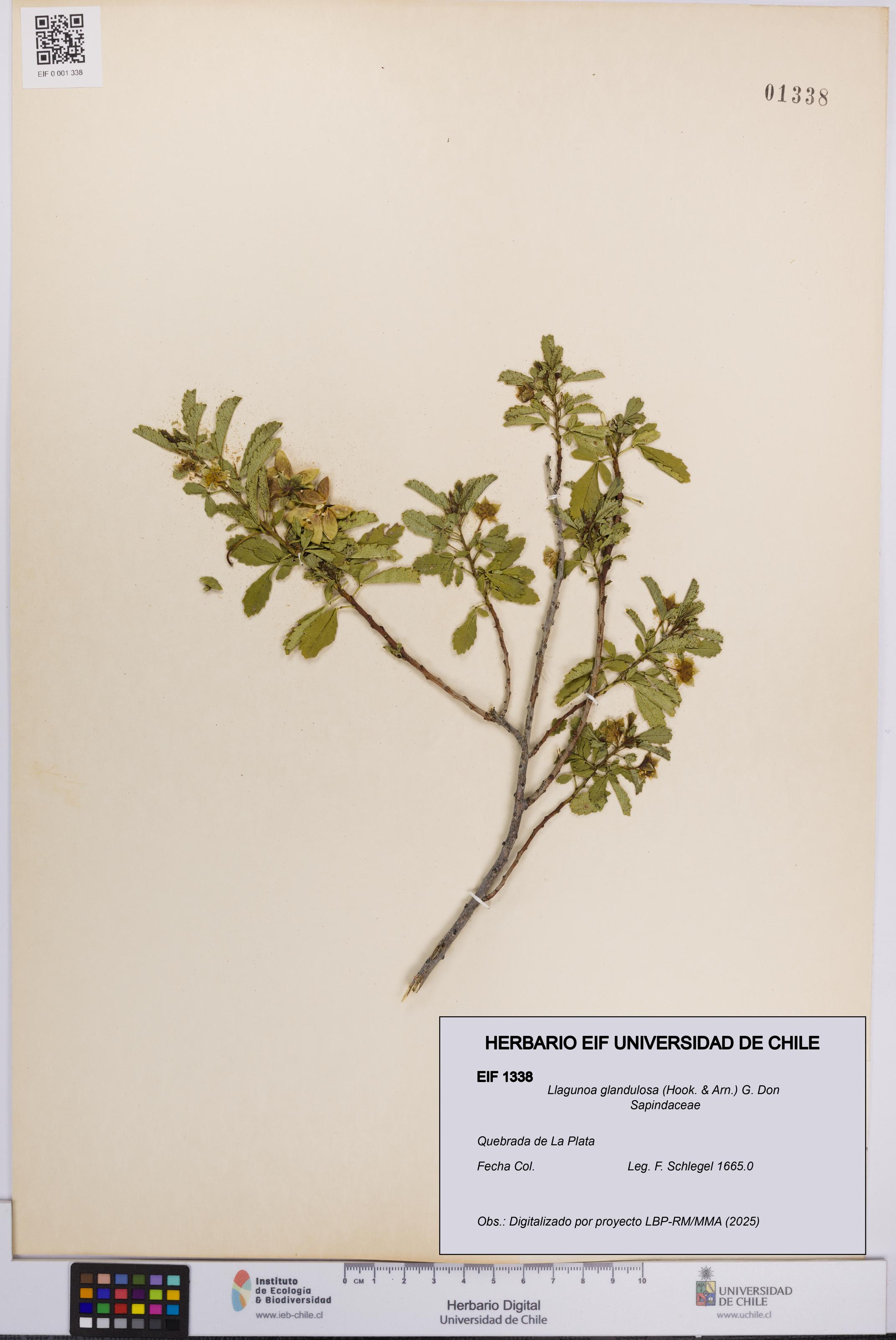 Llagunoa glandulosa [Espécimen: UCH:EIF:0001338]