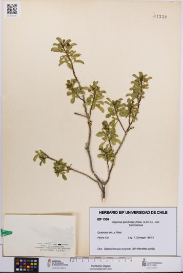 Llagunoa glandulosa [Espécimen: UCH:EIF:0001339]