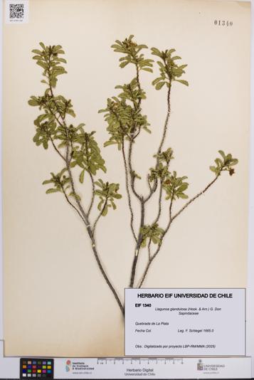 Llagunoa glandulosa [Espécimen: UCH:EIF:0001340]