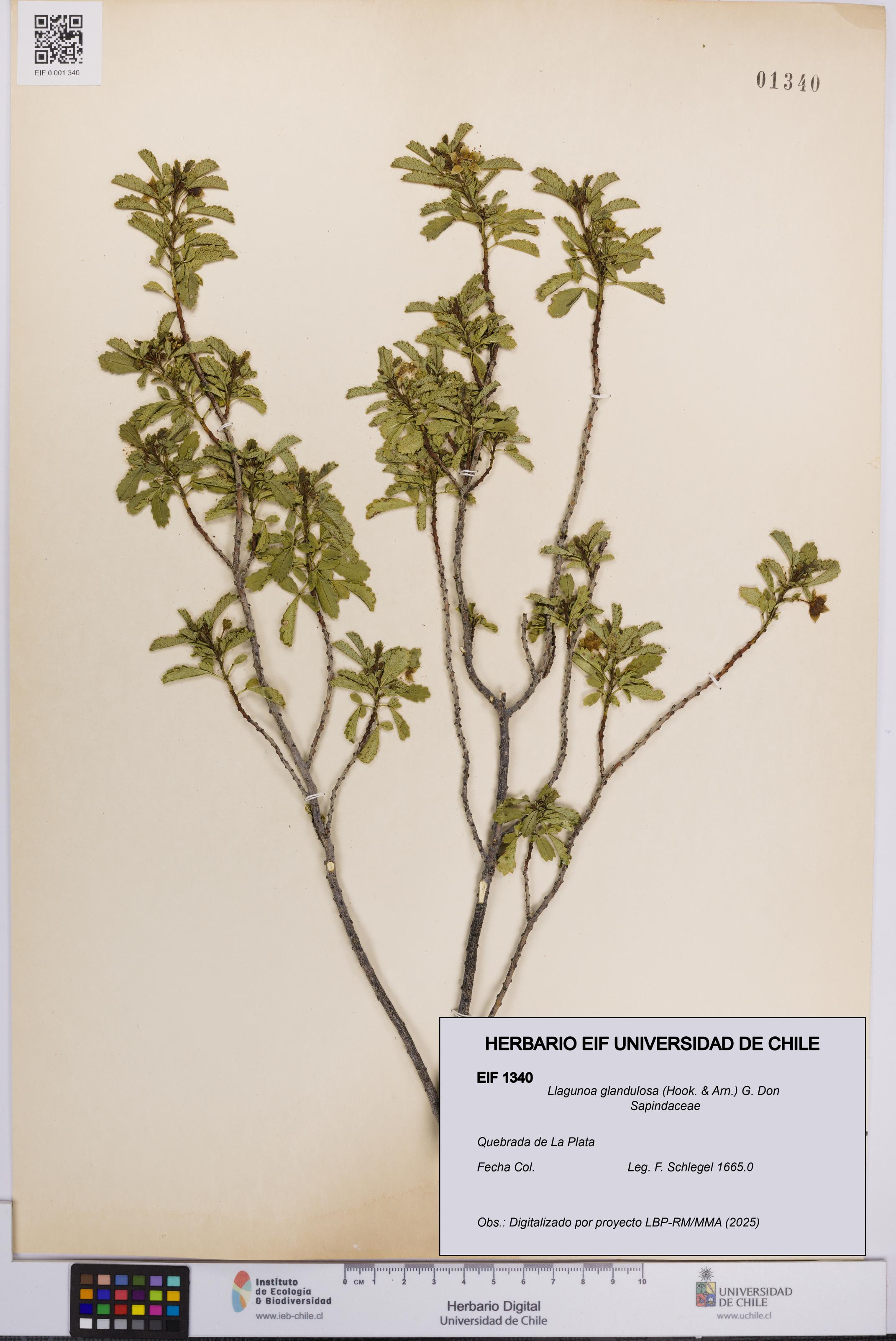 Llagunoa glandulosa [Espécimen: UCH:EIF:0001340]