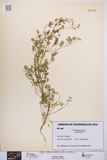 Fumaria agraria [Espécimen: UCH:EIF:0001347]