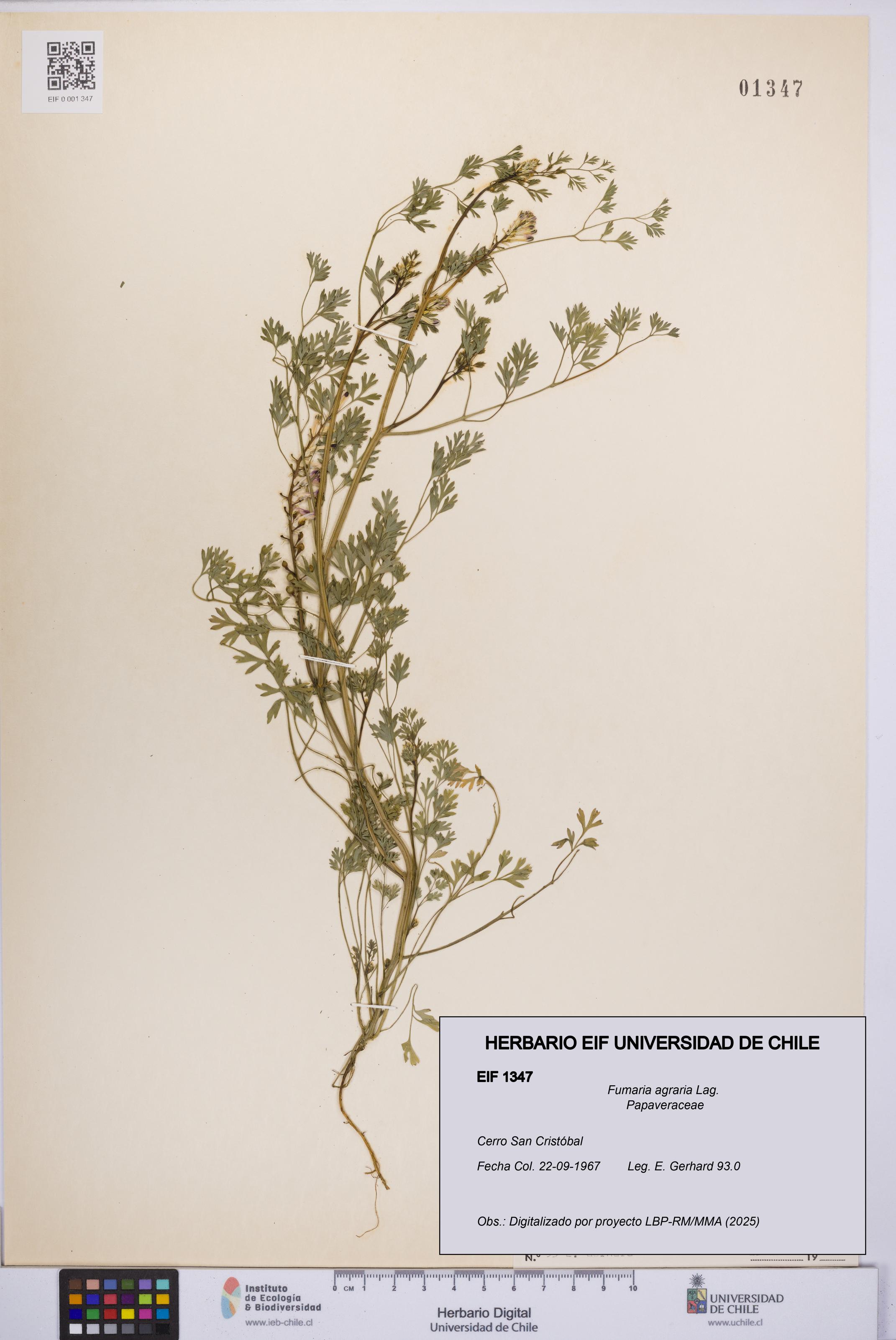 Fumaria agraria [Espécimen: UCH:EIF:0001347]
