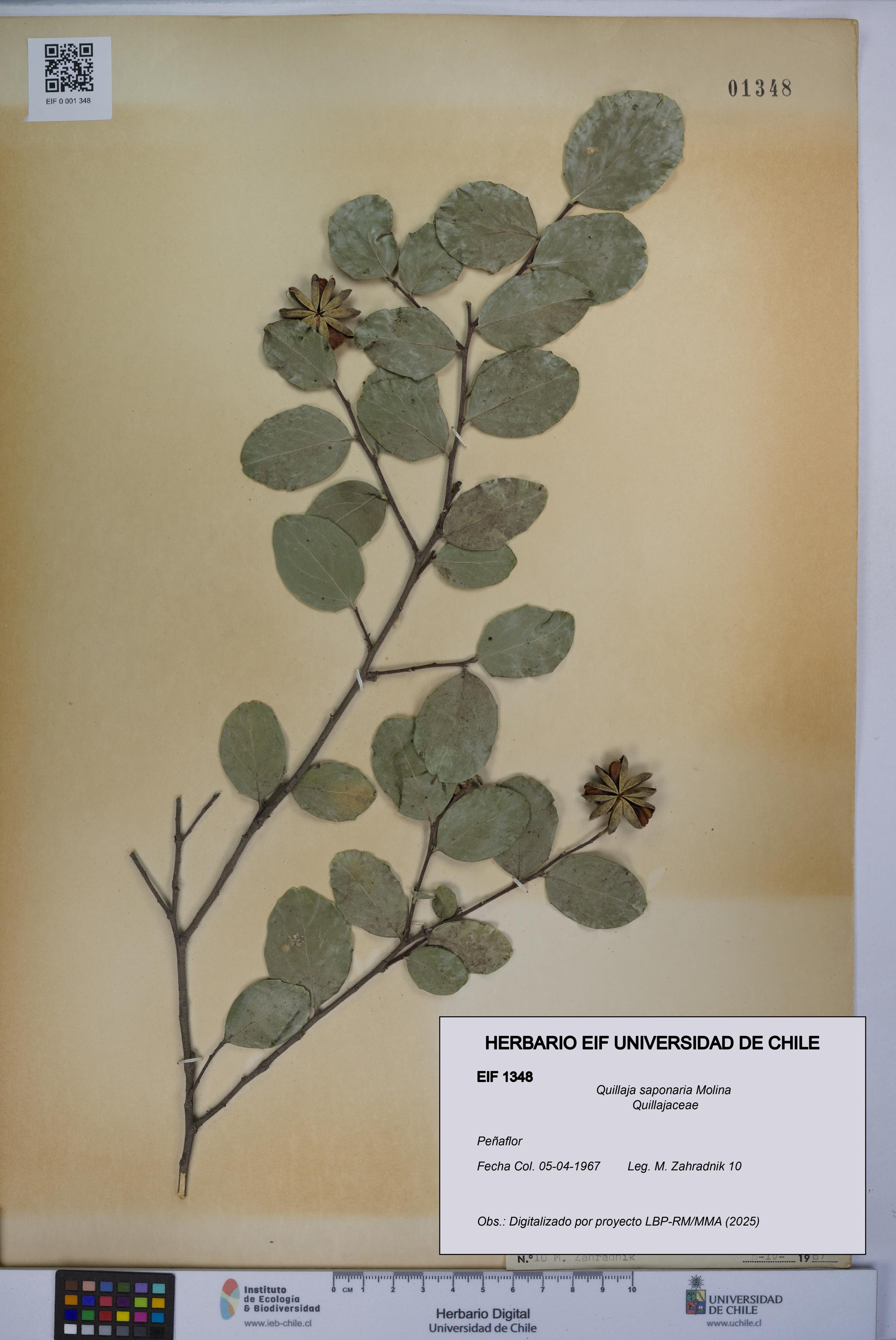 Quillaja saponaria [Espécimen: UCH:EIF:0001348]