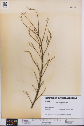 Salix humboldtiana [Espécimen: UCH:EIF:0001355]