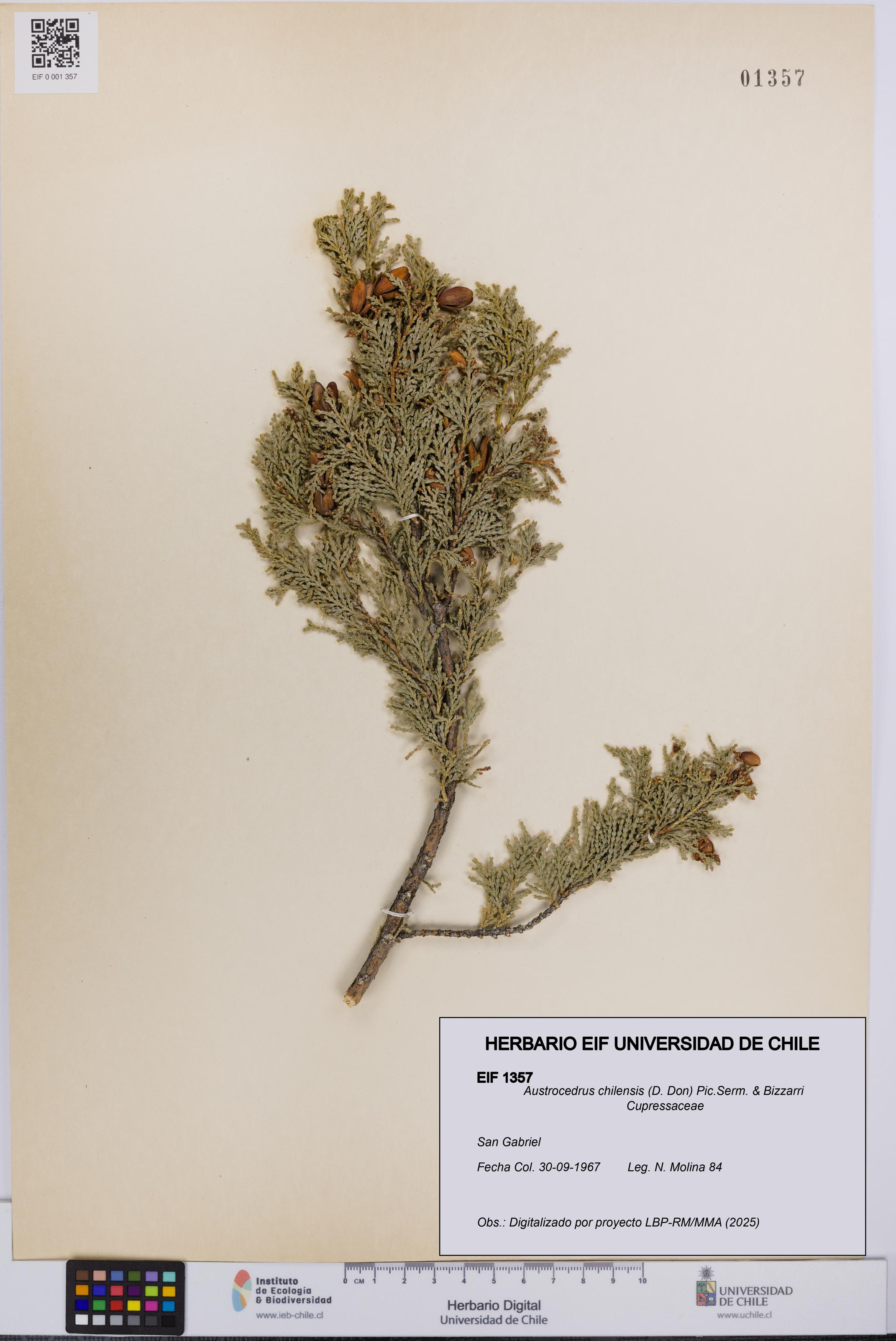 Austrocedrus chilensis [Espécimen: UCH:EIF:0001357]