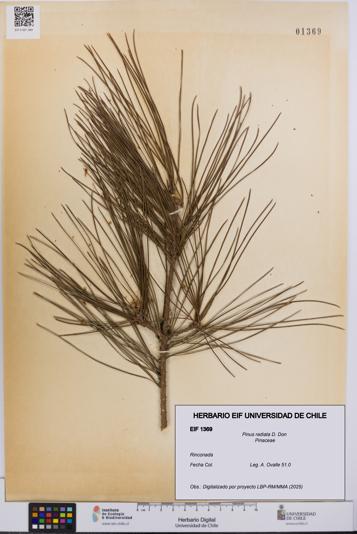 Pinus radiata [Espécimen: UCH:EIF:0001369]