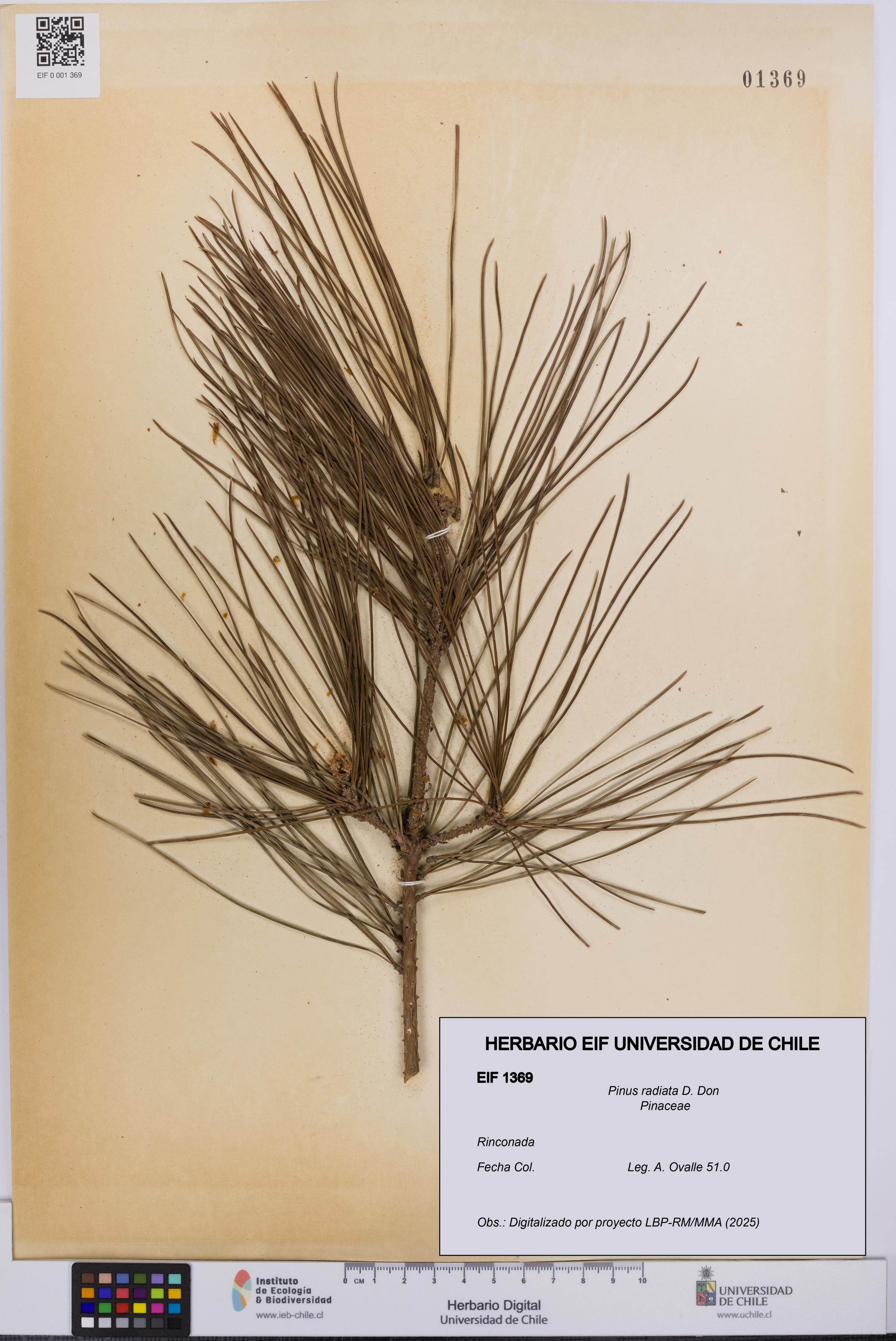 Pinus radiata [Espécimen: UCH:EIF:0001369]