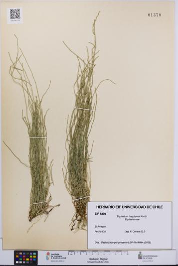 Equisetum bogotense [Espécimen: UCH:EIF:0001370]