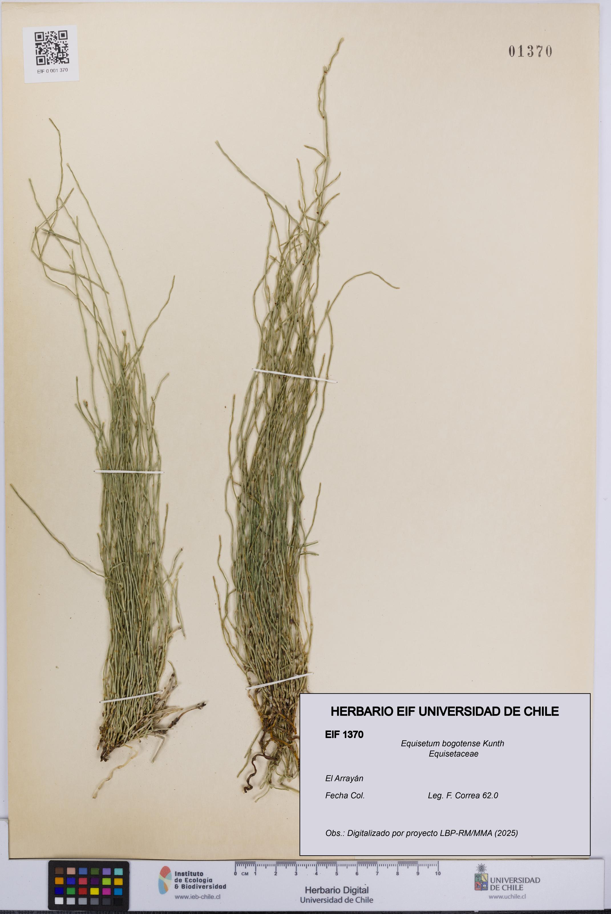 Equisetum bogotense [Espécimen: UCH:EIF:0001370]