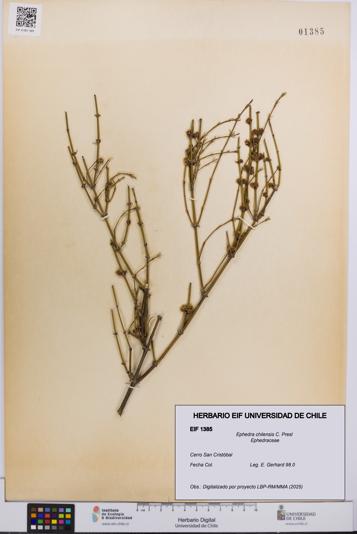 Ephedra chilensis [Espécimen: UCH:EIF:0001385]