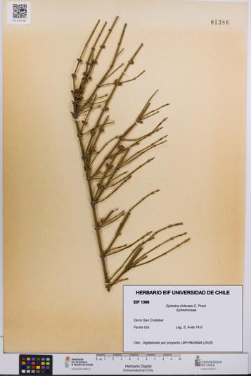 Ephedra chilensis [Espécimen: UCH:EIF:0001386]