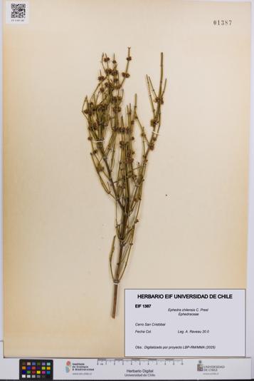 Ephedra chilensis [Espécimen: UCH:EIF:0001387]