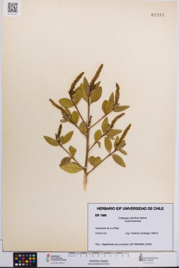 Colliguaja odorifera [Espécimen: UCH:EIF:0001393]