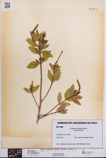 Colliguaja odorifera [Espécimen: UCH:EIF:0001394]