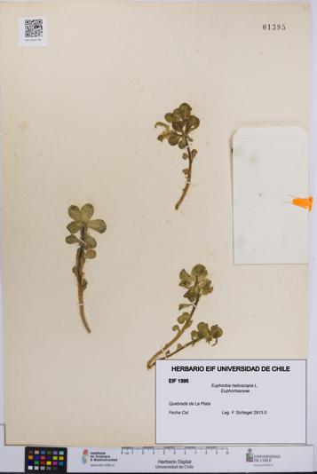 Euphorbia helioscopia [Espécimen: UCH:EIF:0001395]