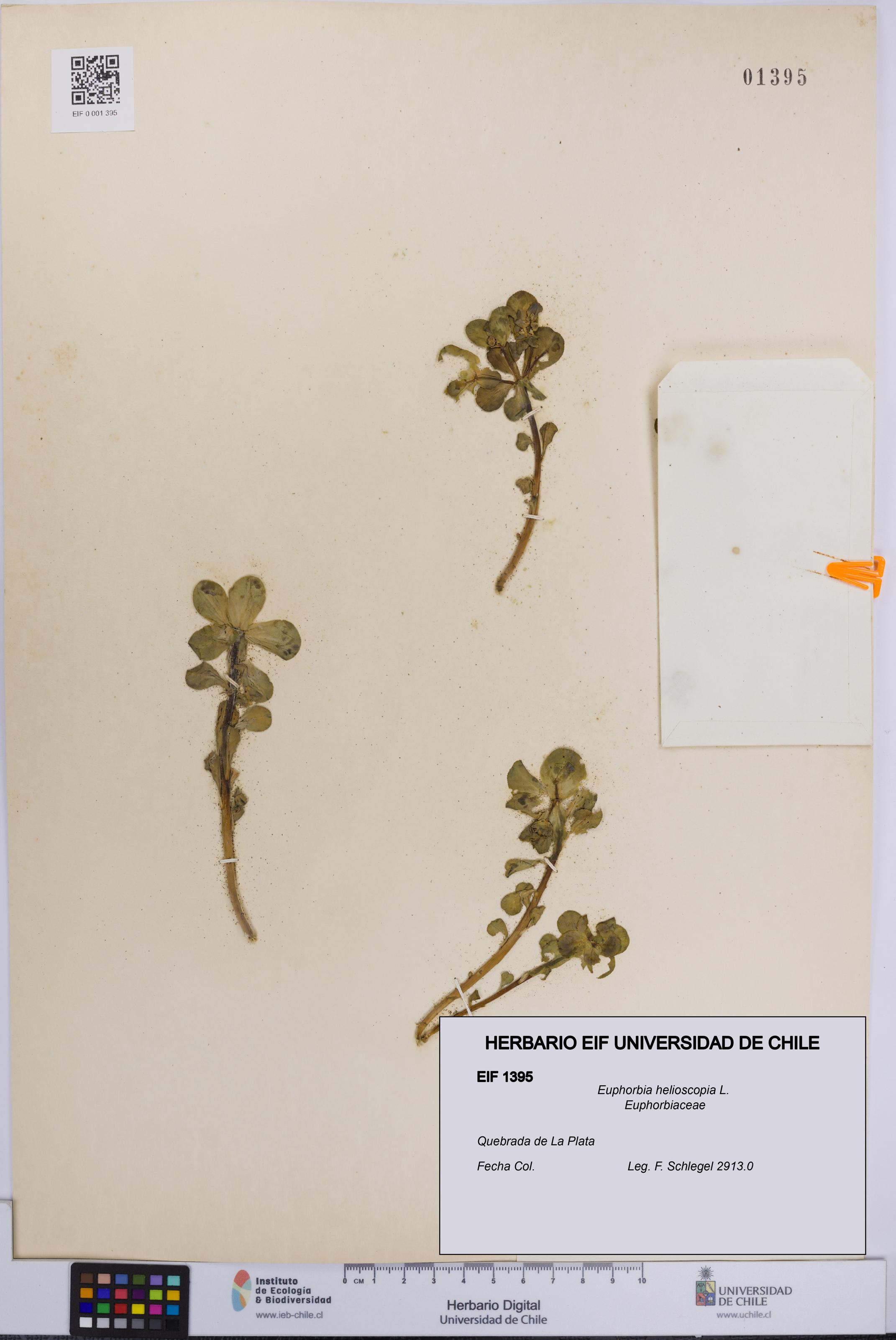 Euphorbia helioscopia [Espécimen: UCH:EIF:0001395]