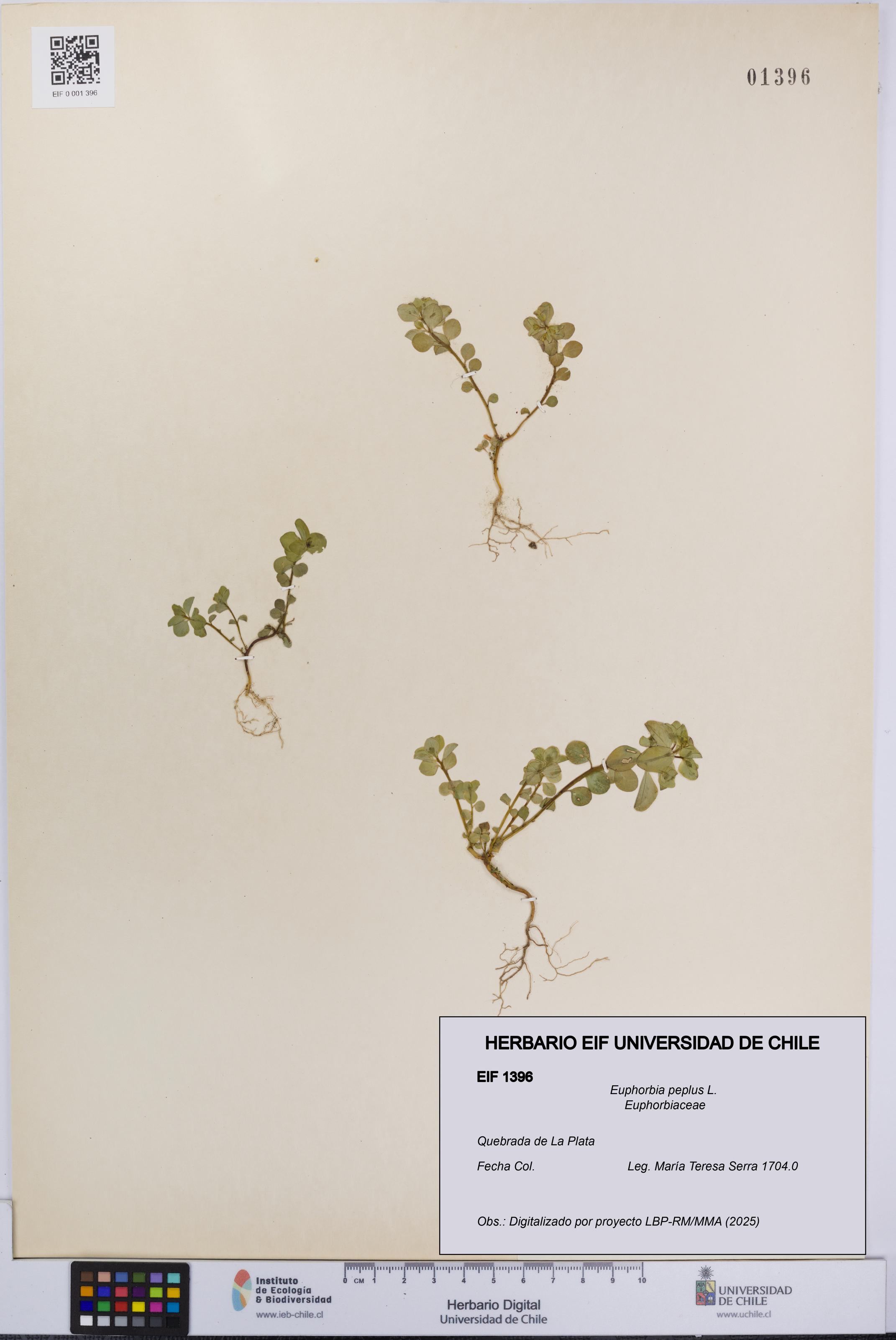 Euphorbia peplus [Espécimen: UCH:EIF:0001396]