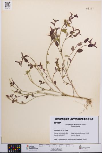 Chiropetalum berterianum [Espécimen: UCH:EIF:0001397]