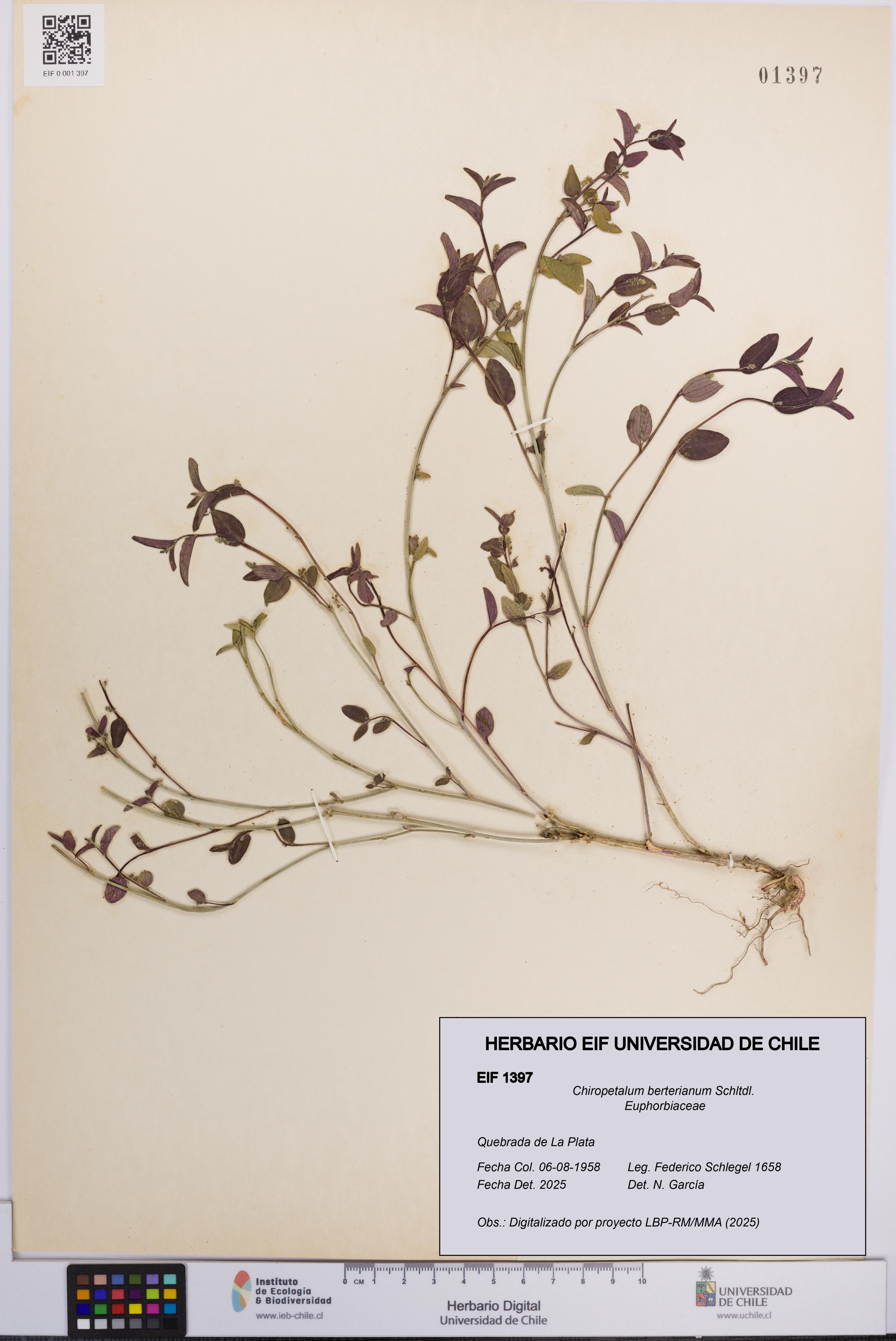 Chiropetalum berterianum [Espécimen: UCH:EIF:0001397]