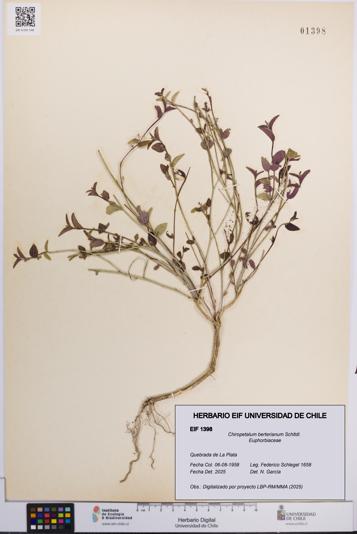 Chiropetalum berterianum [Espécimen: UCH:EIF:0001398]