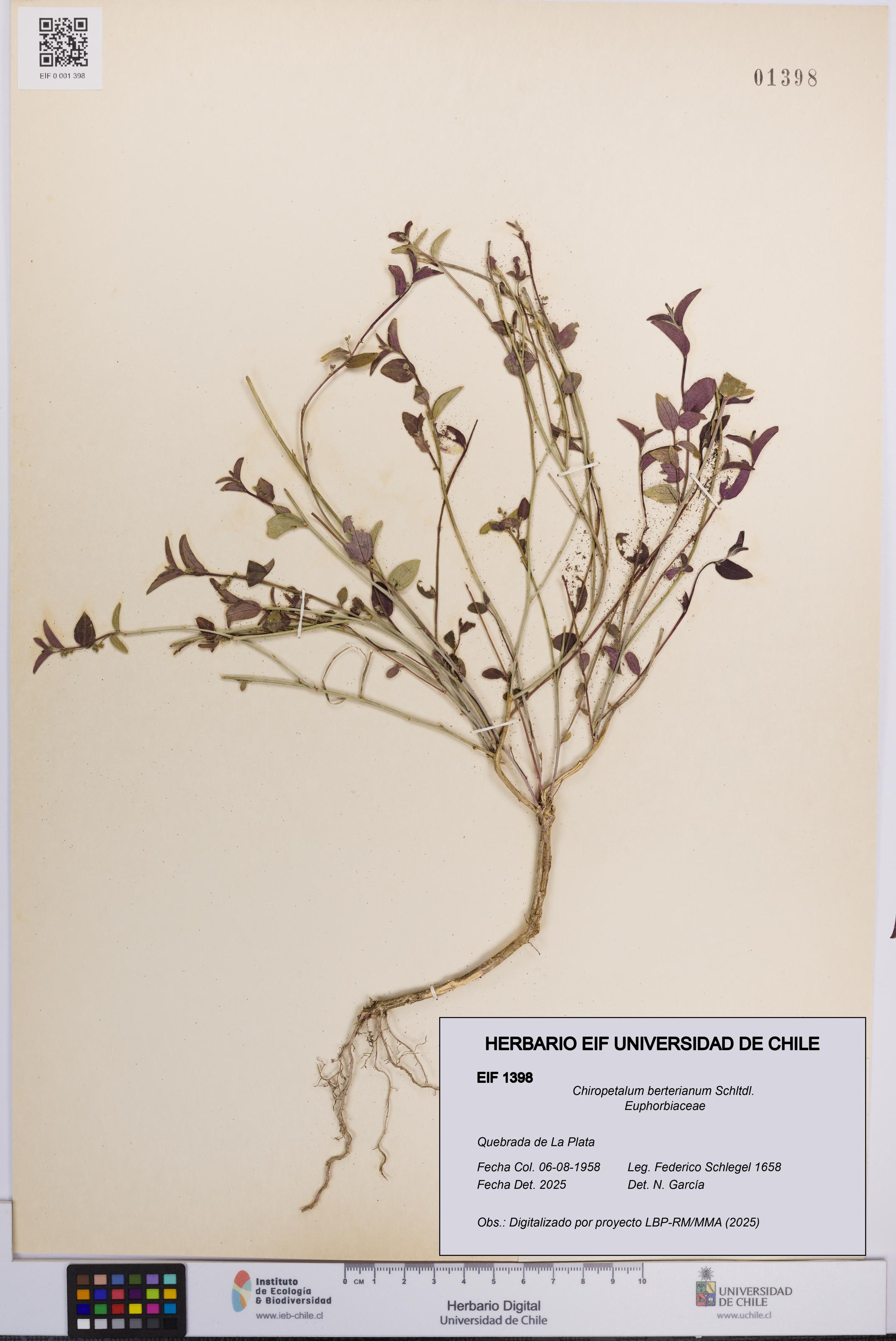 Chiropetalum berterianum [Espécimen: UCH:EIF:0001398]