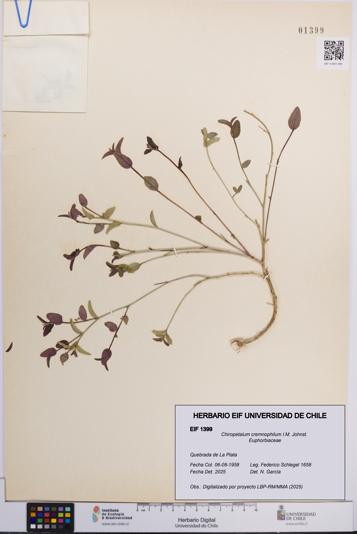 Chiropetalum cremnophilum [Espécimen: UCH:EIF:0001399]