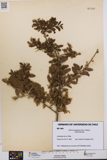 Schinus polygama [Espécimen: UCH:EIF:0001401]