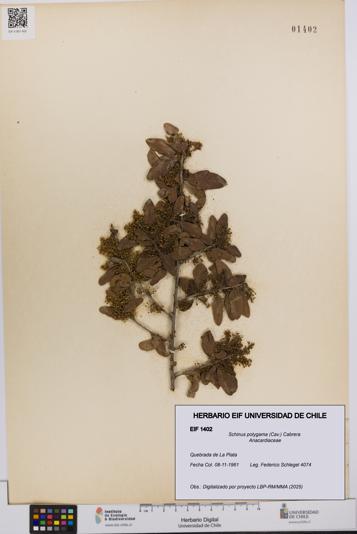 Schinus polygama [Espécimen: UCH:EIF:0001402]