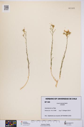 Linum macraei [Espécimen: UCH:EIF:0001403]