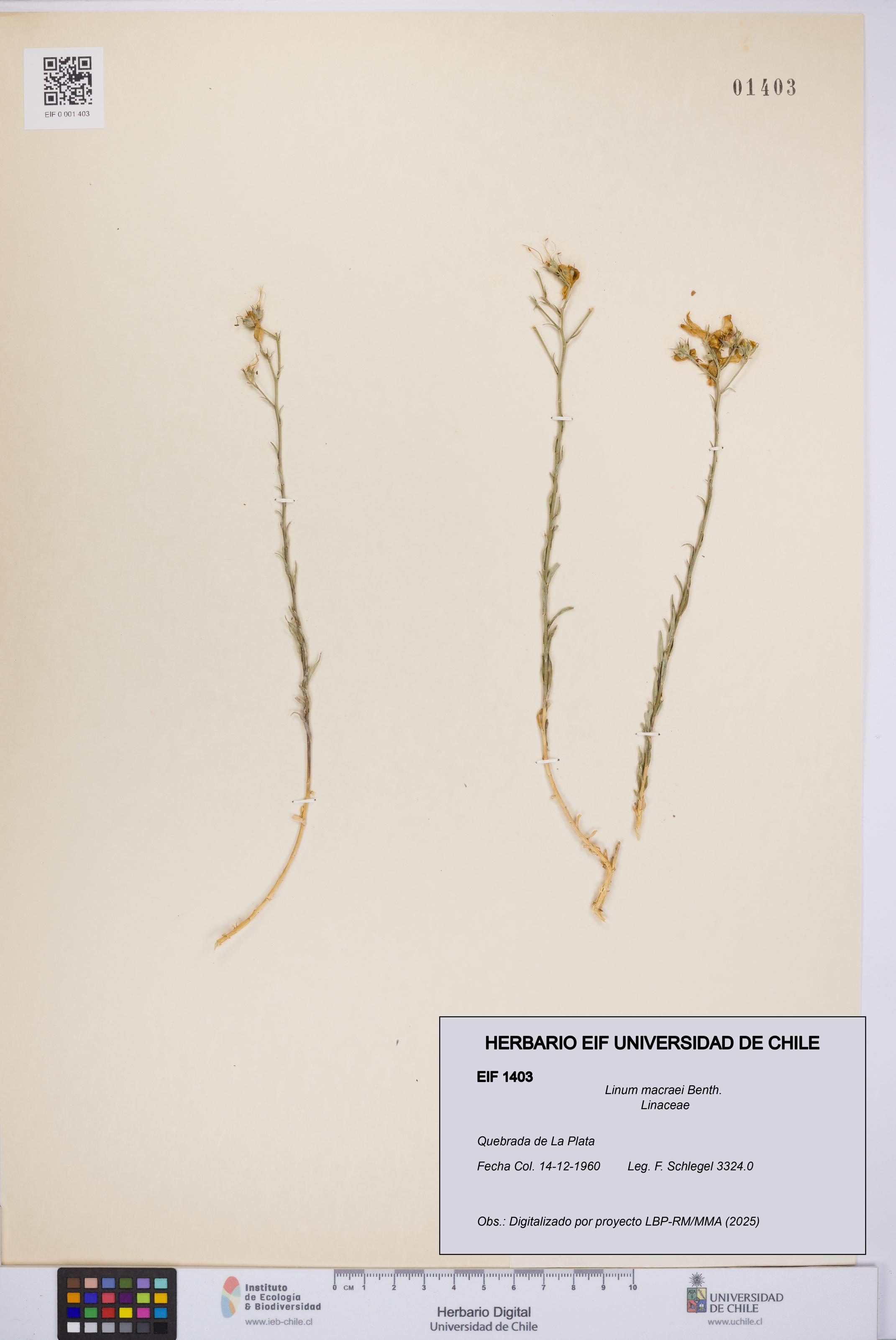 Linum macraei [Espécimen: UCH:EIF:0001403]