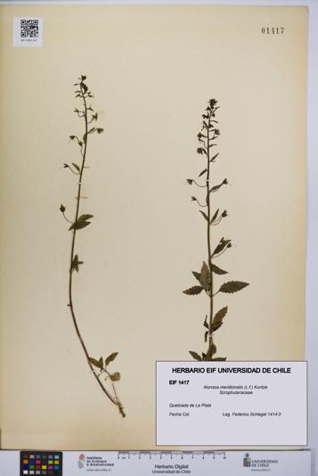 Alonsoa meridionalis [Espécimen: UCH:EIF:0001417]