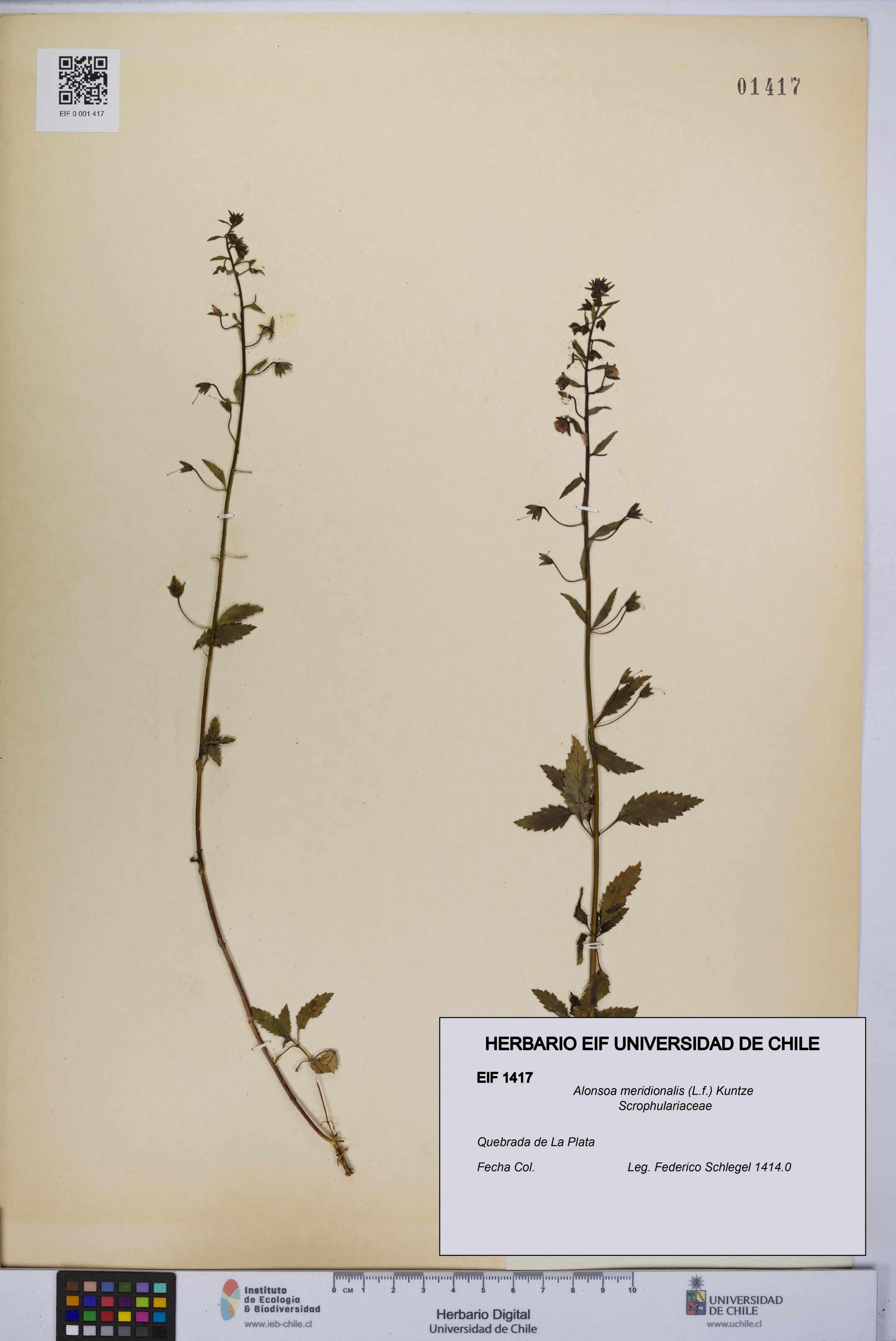 Alonsoa meridionalis [Espécimen: UCH:EIF:0001417]