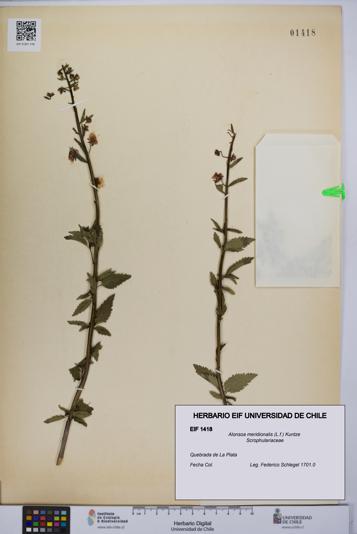 Alonsoa meridionalis [Espécimen: UCH:EIF:0001418]