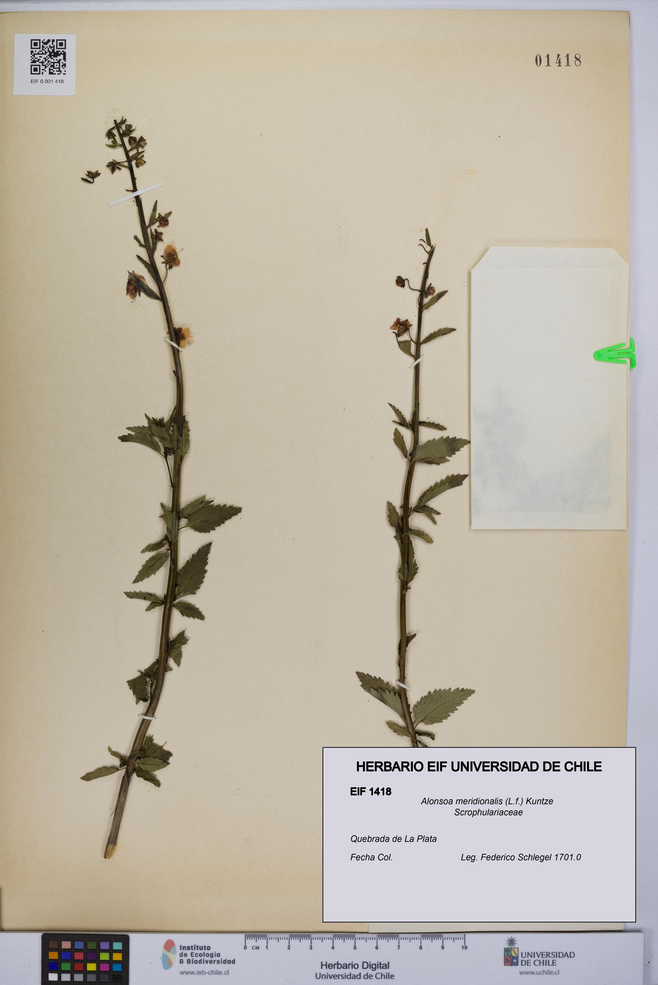 Alonsoa meridionalis [Espécimen: UCH:EIF:0001418]