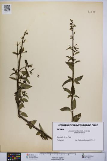 Alonsoa meridionalis [Espécimen: UCH:EIF:0001419]