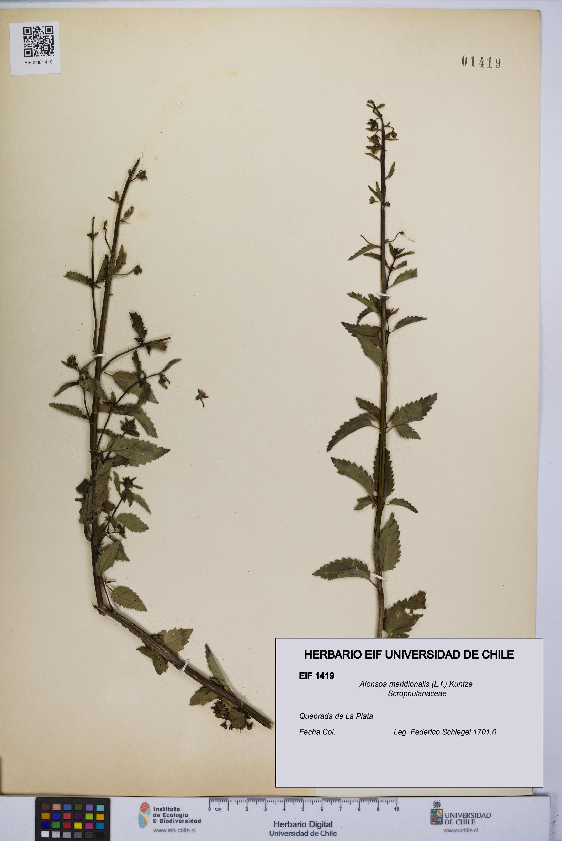 Alonsoa meridionalis [Espécimen: UCH:EIF:0001419]