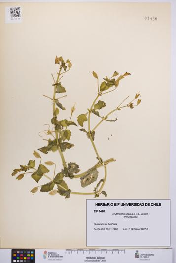 Erythranthe lutea [Espécimen: UCH:EIF:0001420]