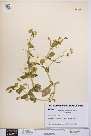 Erythranthe lutea [Espécimen: UCH:EIF:0001420]