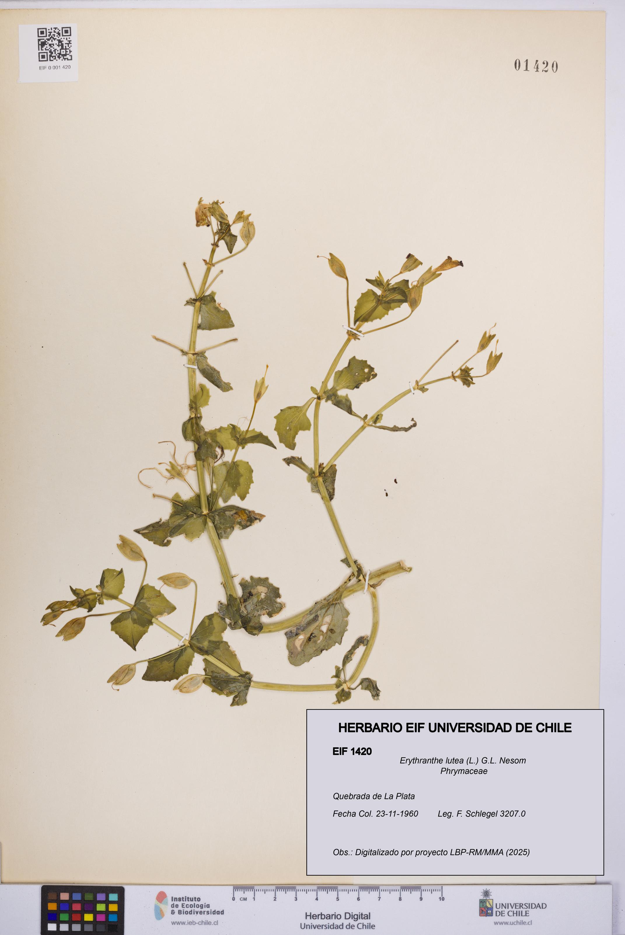 Erythranthe lutea [Espécimen: UCH:EIF:0001420]