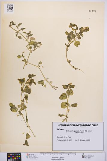 Erythranthe glabrata [Espécimen: UCH:EIF:0001421]