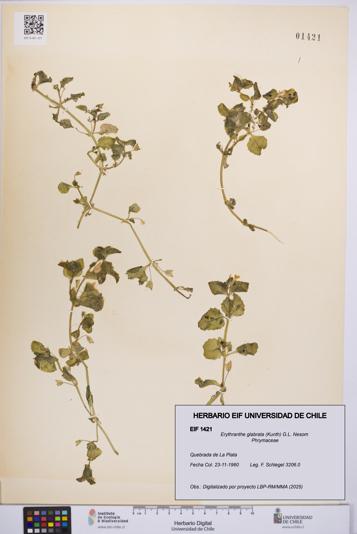 Erythranthe glabrata [Espécimen: UCH:EIF:0001421]