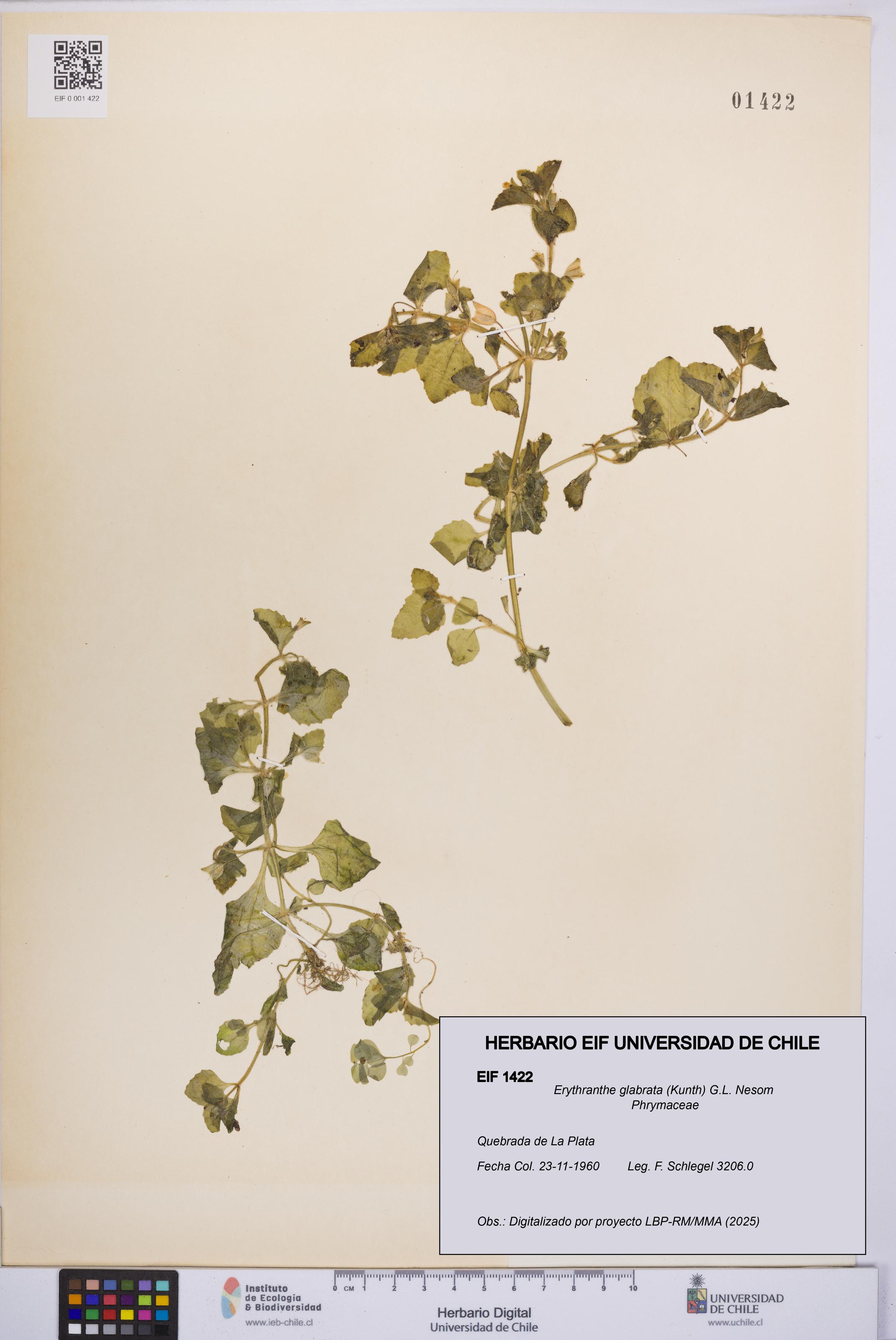 Erythranthe glabrata [Espécimen: UCH:EIF:0001422]