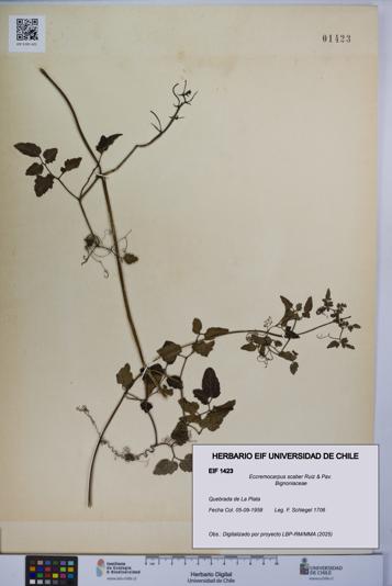 Eccremocarpus scaber [Espécimen: UCH:EIF:0001423]