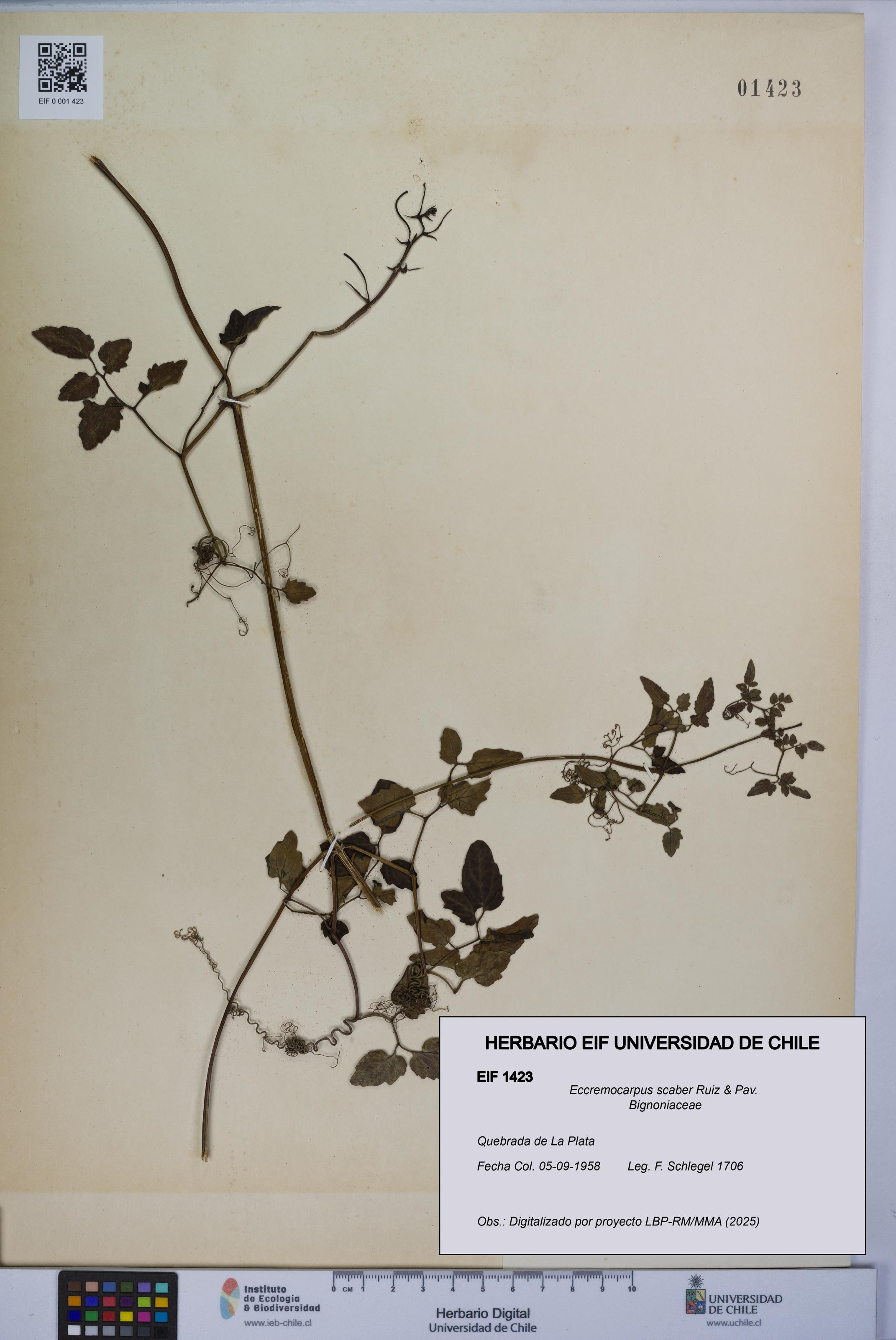 Eccremocarpus scaber [Espécimen: UCH:EIF:0001423]