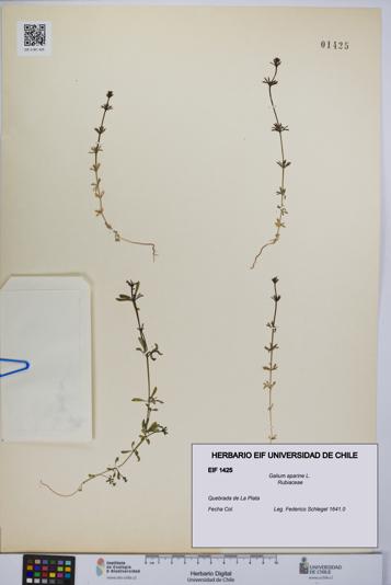 Galium aparine [Espécimen: UCH:EIF:0001425]