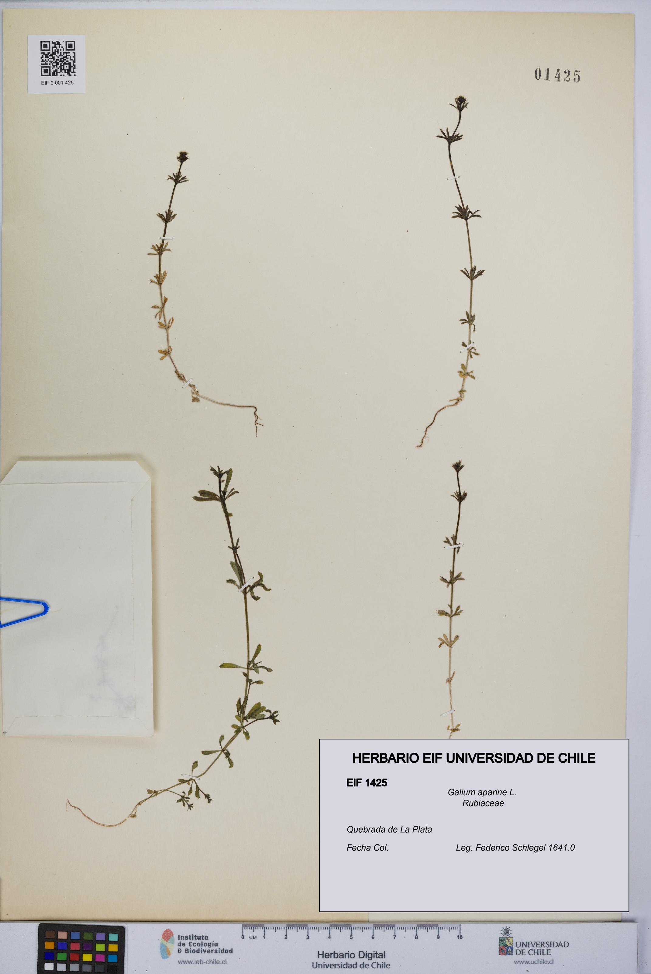 Galium aparine [Espécimen: UCH:EIF:0001425]